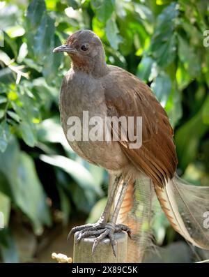 Der männliche Lyre-Vogel hat einen verzierten Schwanz, mit speziellen gebogenen Federn, die in der Auslage die Form einer Lyre annehmen. Stockfoto