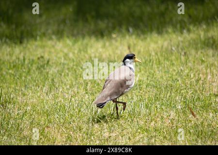 Der maskierte Lapwing ist vorwiegend weiß, mit braunen Flügeln und Rücken und einer schwarzen Krone. Die Vögel haben große gelbe Klatschgeräusche im Gesicht, Stockfoto