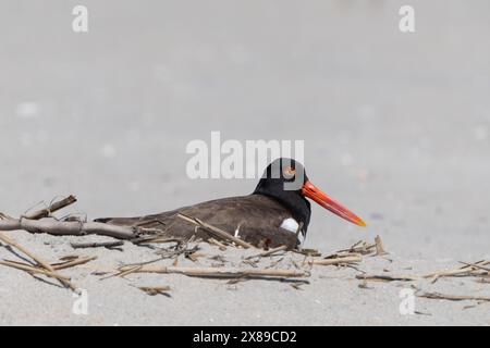 Nahaufnahme eines amerikanischen Oystercatchers, der am Strand im Cape May Point State Park nistet Stockfoto