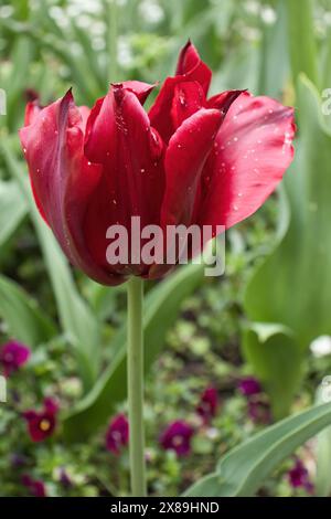 Rote Tulpe blüht in den Hermannshofgärten in Weinheim Stockfoto