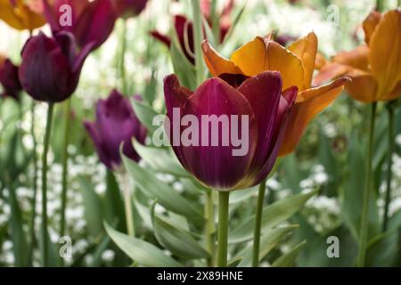 Violette und orangene Tulpen blühen in den Hermannshofgärten in Weinheim Stockfoto