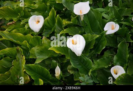 Natürlicher Hintergrund der weißen Calla Lily mit grünen Blättern Stockfoto