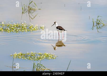 Schwarze geflügelte Stelzen, die sich auf dem See ernähren und seine Reflexion auf dem Wasser. Schwarzflügelstelze (Himantopus himantopus), auf der Suche im Wasser, baie de l Stockfoto
