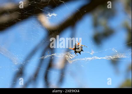 Six Horned oder Six Spined Spinnen (Gasteracantha Minax) sind hübsch - und furchterregend aussehend. Sie sind - für uns - ziemlich harmlos, aber sie schrecken Raubtiere ab. Stockfoto