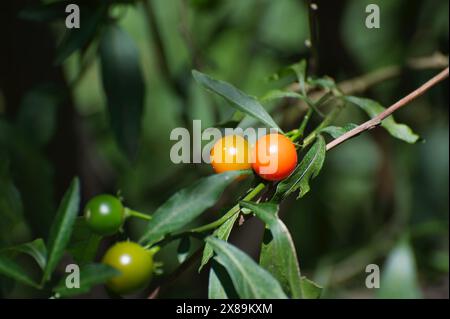 Känguruäpfel (Solanum Laciniatum) sind so häufig, dass viele Leute denken, sie seien ein Unkraut. Diese Früchte sollen essbar sein, aber ich habe es noch nicht versucht. Stockfoto