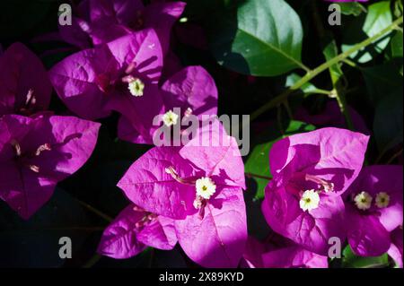 Eine Nahaufnahme einer Bougainvillea Blume (Bougainvillea Glabra) in meinem Garten in Ringwood, Victoria, Australien. Die lila 'Blütenblätter' sind modifizierte Blätter. Stockfoto