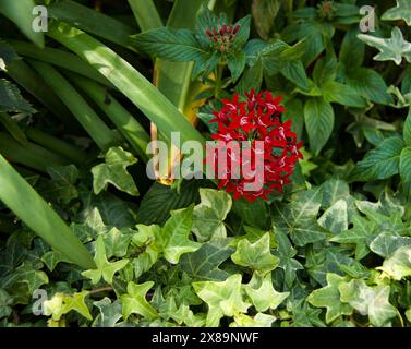 Schöne Darstellung einer roten Blume vor einem Hintergrund grüner Blätter Stockfoto