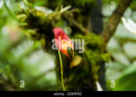 Ungewöhnlich aussehende Orchidee im botanischen Garten Stockfoto