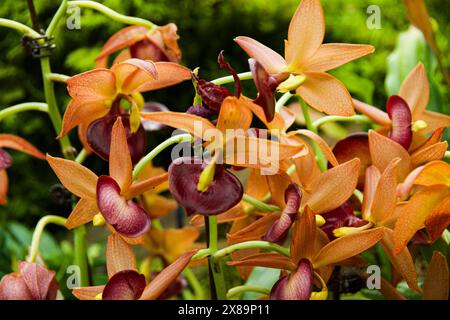 Eine wunderschöne Farbtafel und ungewöhnlich geformte Orchideen aus dem Jahr 2024 Stockfoto