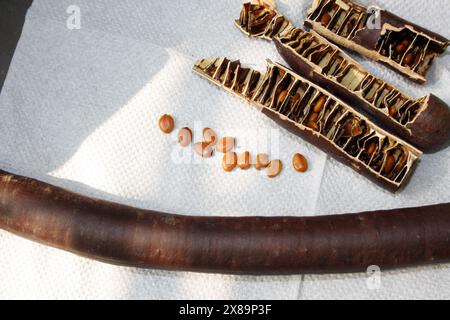 Indisches Laburnum (Cassia fistula) Samenkörner und Samen : (Pixel Sanjiv Shukla) Stockfoto