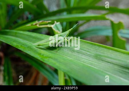 Entdecken Sie die subtile Eleganz der Natur: Der langköpfige Zahnstocher Grasshopper. Stockfoto