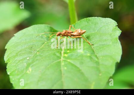 Entdecken Sie die Feinheiten der Natur: Die faszinierende Welt der Riptortus Bugs. Stockfoto