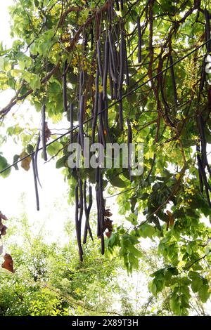 Samenkörner des indischen Laburnums (Cassia fistula) sind lang und dunkelbraun : (Pixel Sanjiv Shukla) Stockfoto