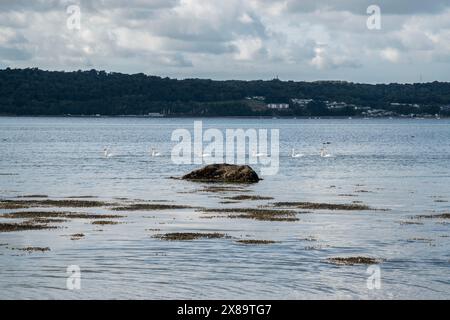 Die Küste von Bangor in Nordwales nahe dem Naturschutzgebiet ab Ogwen und Lavan Sands mit sechs Schwänen auf dem Meer Stockfoto