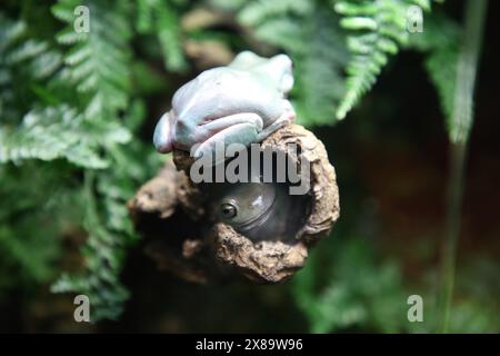 Zwei lustige Frösche sitzen im Terrarium, Frosch in der Höhle, grüne Blätter im Hintergrund, Zoo-Konzept, Naturkonzept Stockfoto