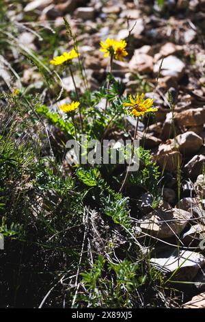 Eine kleine gelbe Blume wächst in einem felsigen Gebiet. Die Blume ist von Felsen und Gras umgeben Stockfoto