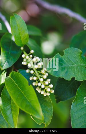 Auf einem grünen Blatt wächst eine Gruppe weißer Blüten. Die Blüten sind klein und gruppiert, was den Eindruck einer zarten und komplizierten Stockfoto