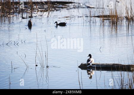 Eine Ente sitzt auf einem Baumstamm in einem Teich. Das Wasser ist ruhig und es gibt andere Enten im Hintergrund Stockfoto