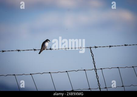 Ein Vogel steht auf einem Drahtzaun. Der Himmel ist blau und klar. Der Vogel ist klein und schwarz Stockfoto