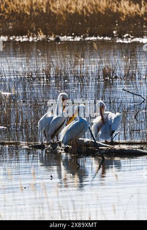 Pelicaner stehen auf einem Baumstamm im Wasser. Die Szene ist friedlich und ruhig. Die Vögel sind weiß und schwarz und sie scheinen ihre Zeit zu genießen Stockfoto