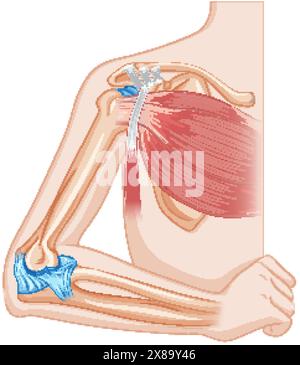 Detaillierter Vektor von Ellbogenknochen und Muskeln Stock Vektor