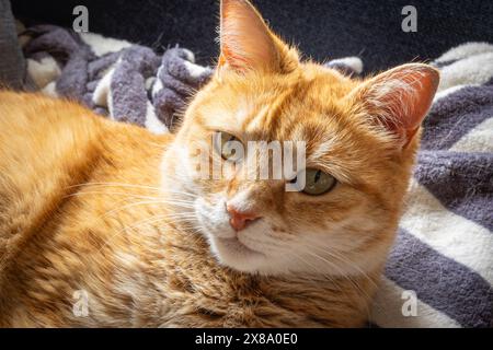 Orange-weiße Tabby-Katze, die in die Kamera schaut, Nahaufnahme. Stockfoto