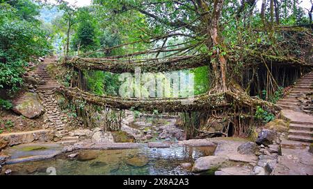 Blick auf die natürliche zweistöckige Living Root Bridge in der Nähe von Cherrapunji, Meghalaya, Indien. Stockfoto