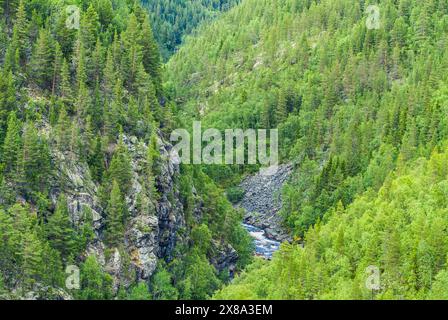 Ein Fluss schlängelt sich durch einen dichten Wald voller lebendiger grüner Blätter, der einen beeindruckenden Kontrast zwischen dem fließenden Wasser und dem üppigen Vegetat schafft Stockfoto