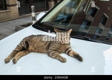 Niedliche Tabbykatze, die auf der Haube liegt Stockfoto