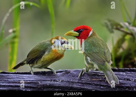 Rothaarige Barbet - Eubucco bourcierii: Ein lebendiges Vogeljuwel der Capitonidae-Familie, das in den feuchten Wäldern der Highlands gedeiht. Männlich und weiblich sitzend Stockfoto