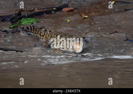 Salzwasserkrokodil - Crocodylus porosus, großes gefährliches Krokodil aus australischem und asiatischem Salz- und Süßwasser, Kinabatangan River, Borneo, Mala Stockfoto