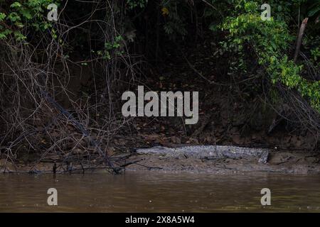 Salzwasserkrokodil - Crocodylus porosus, großes gefährliches Krokodil aus australischem und asiatischem Salz- und Süßwasser, Kinabatangan River, Borneo, Mala Stockfoto
