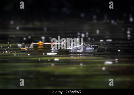 Salzwasserkrokodil - Crocodylus porosus, großes gefährliches Krokodil aus australischem und asiatischem Salz- und Süßwasser, Kinabatangan River, Borneo, Mala Stockfoto