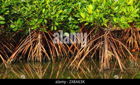 Mangrovenbäume mit dichten Wurzeln in Naturschutzwäldern Stockfoto