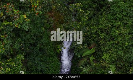 Aus der Vogelperspektive auf einen Fluss inmitten eines tropischen Waldes Stockfoto