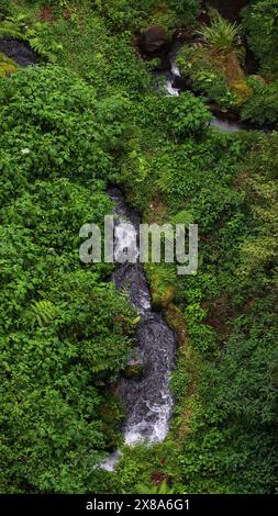 Aus der Vogelperspektive auf einen Fluss inmitten eines tropischen Waldes Stockfoto