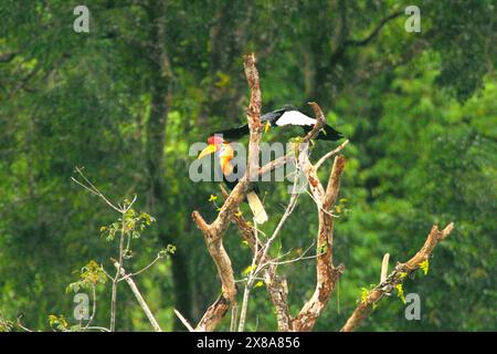 Noppen (Rhyticeros cassidix) auf einer Baumspitze in einem Wald am Fuße des Mount Tangkoko und des Mount Duasudara (Dua Saudara) in Bitung, Nord-Sulawesi, Indonesien. Der Klimawandel ist einer der wichtigsten Faktoren, die die biologische Vielfalt weltweit mit alarmierender Geschwindigkeit beeinflussen, wie ein Team von Wissenschaftlern unter der Leitung von Antonio acini Vasquez-Aguilar in ihrem Artikel vom März 2024 über environ Monit Assessment berichtete. Die International Union for Conservation of Nature (IUCN) sagt auch, dass steigende Temperaturen zu ökologischen, verhaltensbezogenen und physiologischen Veränderungen der Tierarten und der Artenvielfalt geführt haben. Stockfoto