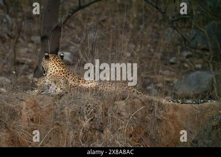 Indische Leoparden (Panthera pardus fusca) Mutter und Junge im Jhalana Leopardenreservat, Stockfoto