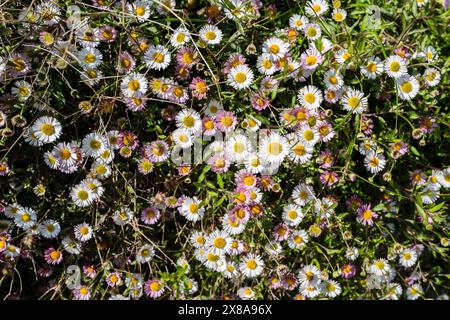 Lateinamerikanischer fleabane Erigeron karvinskianus, der in einem Garten im Vereinigten Königreich wächst. Stockfoto