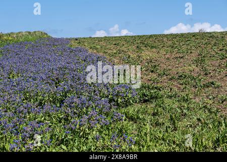 Borretschanbau auf einem Feld auf West Pwhole Farmland in Newquay in Cornwall, Großbritannien. Stockfoto