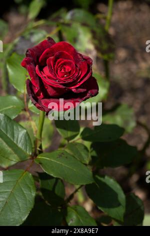 Claret Rose wächst in einem Garten in Newquay in Cornwall in Großbritannien. Stockfoto