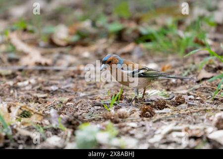 Der Eurasische Buchinch, gewöhnlicher Buchinch, einfach Buchinch, Fringilla Coelebs Stockfoto
