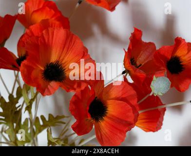 Orangefarbene Mohnblumen, geringe Schärfentiefe, weißer Hintergrund und Schatten Stockfoto
