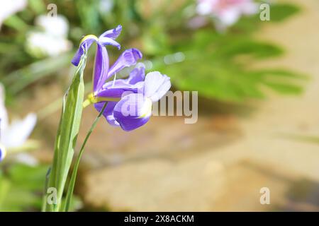 Spanische Iris (Iris xiphium) blüht im Garten. Stockfoto