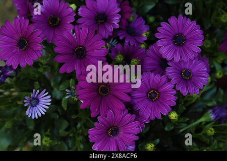 Lila Dimorphotheca ecklonis im Garten Stockfoto
