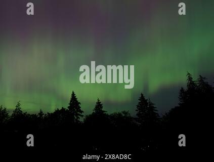 Aurora Borealis beleuchtet den Nachthimmel über der Metro Vancouver am 10. Mai 2024. Nordlichter erscheinen über einem bewaldeten Park in Burnaby, BC. Stockfoto