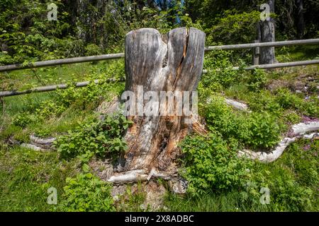 Baumwurzeln am Kaumasee in der Schweiz Stockfoto