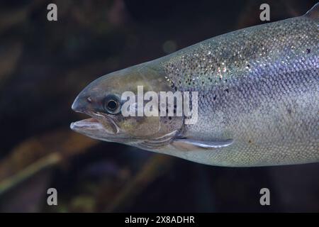 Porträt eines Lachses, der in ruhigem Wasser schwimmt Stockfoto