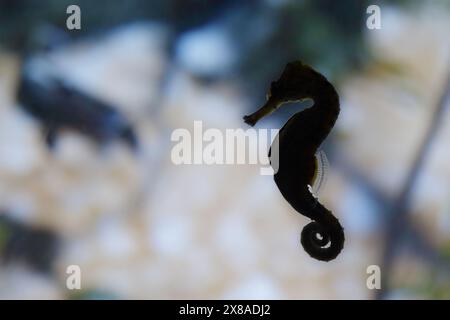 Hintergrundbeleuchtung eines kurzschnurrenden Seepferdes (Hippocampus hippocampus) Stockfoto