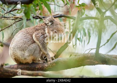 Nahaufnahme einer Koala (Phascolarctos cinereus) Tierwelt auf einem Bambusbaum, Australien, Ozeanien Stockfoto